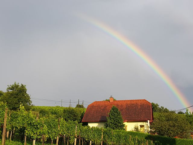 Hailstorms & Diseases threaten vineyards in Veneto